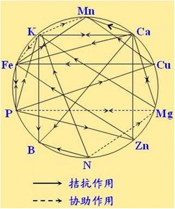 原料型鉀肥和鎂肥為什么會(huì)發(fā)生拮抗？