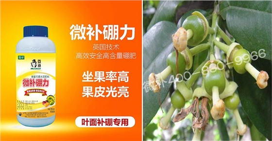 蜜柚促花壯花除了補(bǔ)磷還需要補(bǔ)硼鋅？