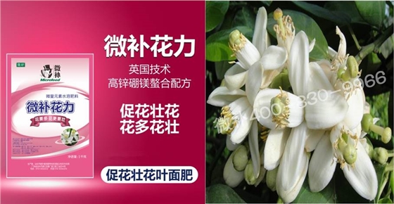 蜜柚促花壯花除了補(bǔ)磷還需要補(bǔ)硼鋅？