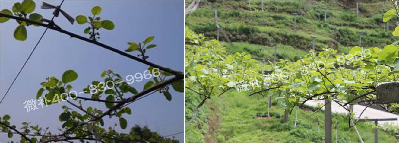 獼猴桃萌芽期如何施肥，才能促進(jìn)萌芽齊、萌芽壯？