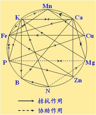 原料型鉀肥和鎂肥為什么會發(fā)生拮抗？