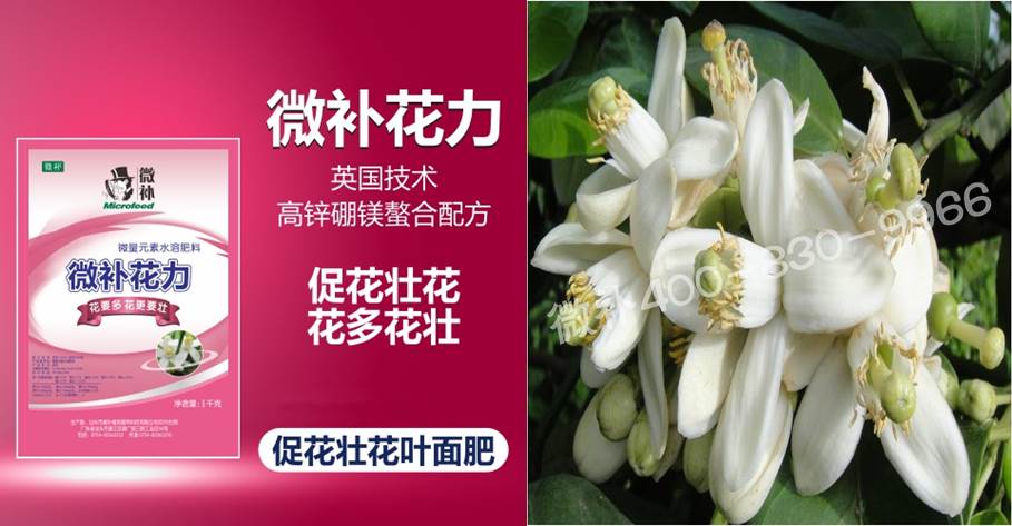 蜜柚促花壯花除了補(bǔ)磷還需要補(bǔ)硼鋅？