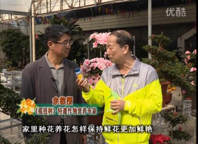 20160118珠江臺搖錢樹：家庭花卉用綠夫人600度鮮花營養(yǎng)液，花開鮮艷、花期長