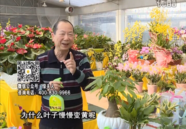 20160307珠江臺搖錢樹：陰生植物也不好種，黃葉多長勢弱？用綠夫人來呵護