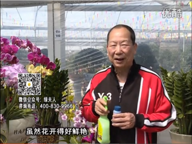 20160314珠江臺搖錢樹：家種鮮花、鮮切花，用綠夫人600度鮮花液?；ㄆG、花期長