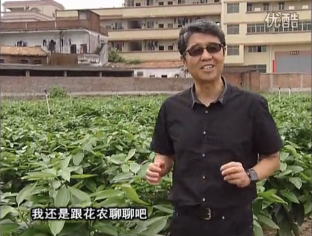 20160606珠江臺搖錢樹：觀葉植物用微補方案，壯根提長、保葉抗病好！