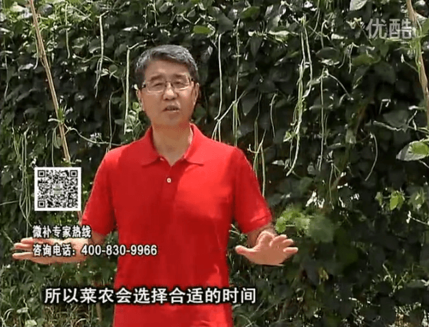 20160718珠江臺搖錢樹：瓜果蔬菜用微補(bǔ)水肥方案，結(jié)果多、有產(chǎn)量