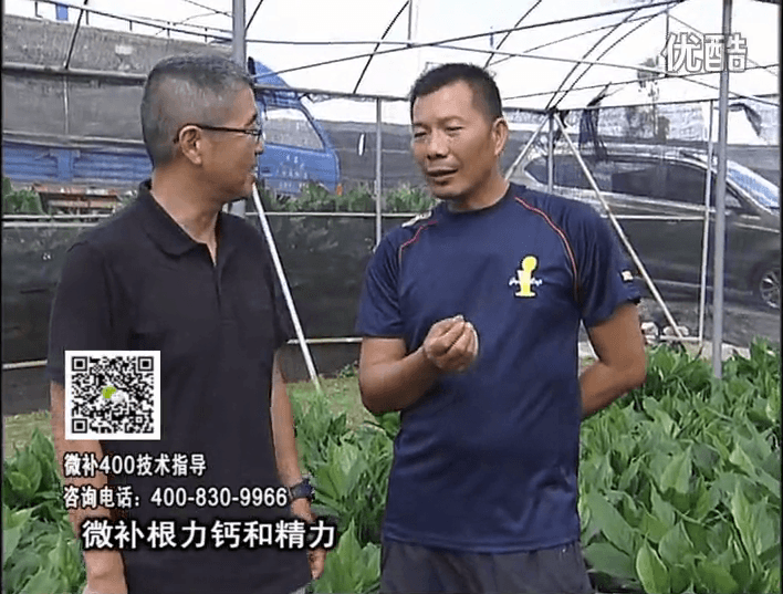 珠江臺搖錢樹：盆栽綠植澆施微補根力鈣+精力，促根多長勢青綠