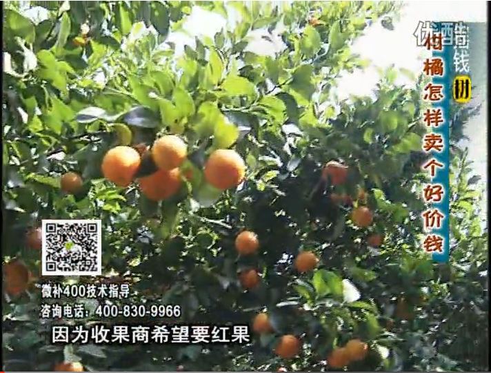 20161107珠江臺搖錢樹：柑橘噴施微補(bǔ)紅果力、蓋力，增甜增重賣價(jià)高