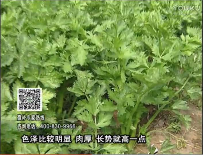 20170109珠江臺搖錢樹：葉菜如何種？長勢好又高產(chǎn)！