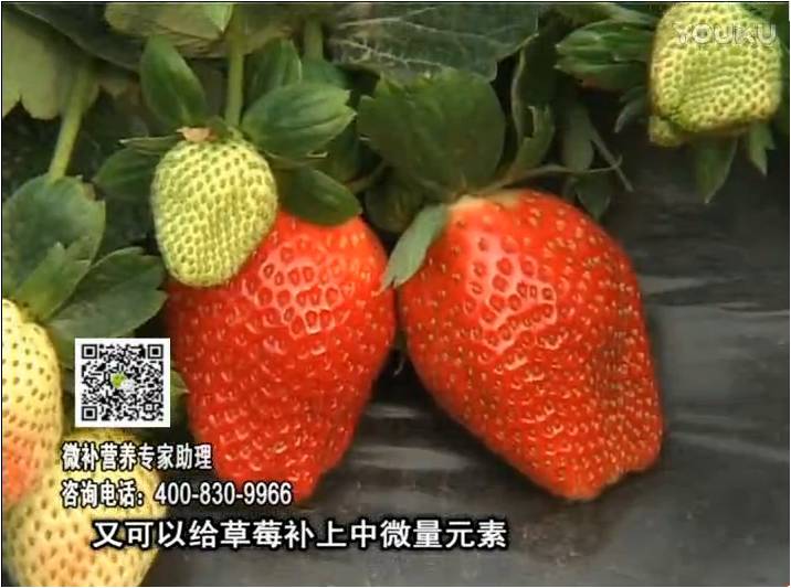 20170123珠江臺搖錢樹：草莓用微補方案，促根苗壯、開花坐果好