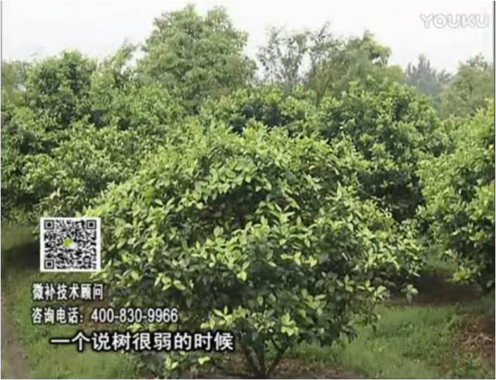 20170206珠江臺搖錢樹：柑橘用微補(bǔ)方案，壯樹促花壯花好